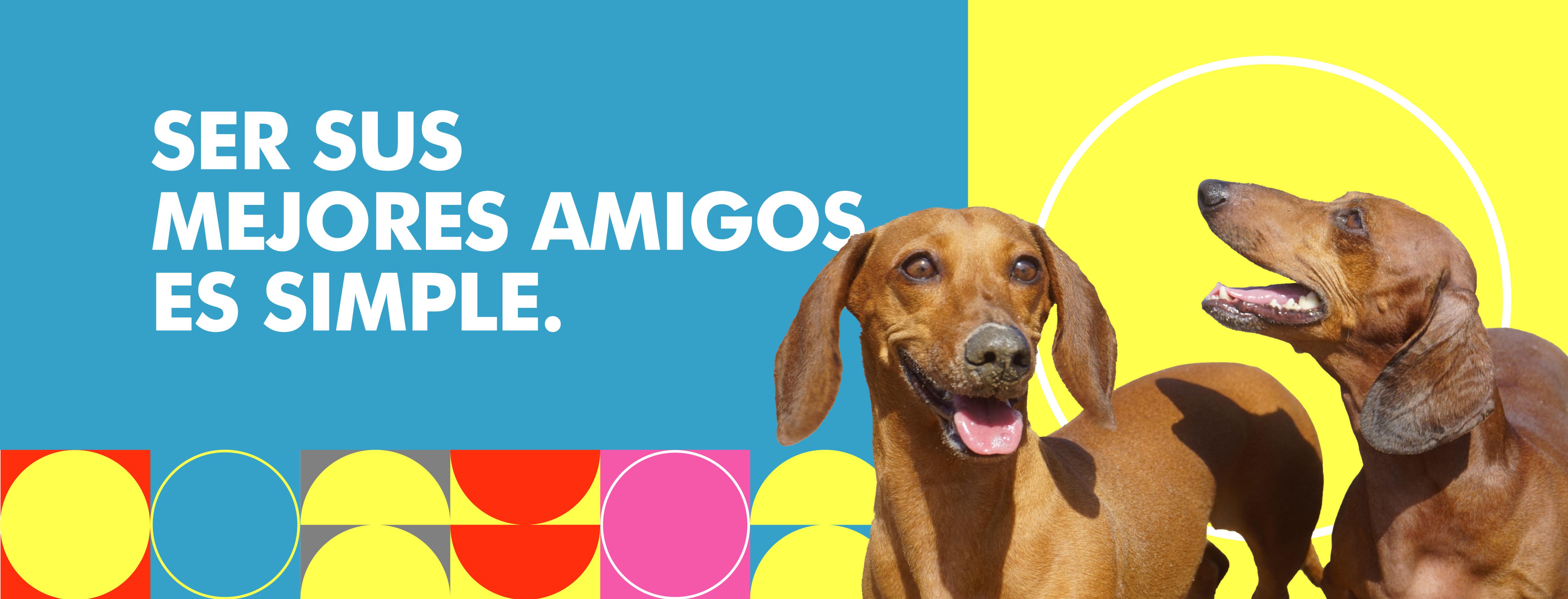 Yorqui - Banner web-02